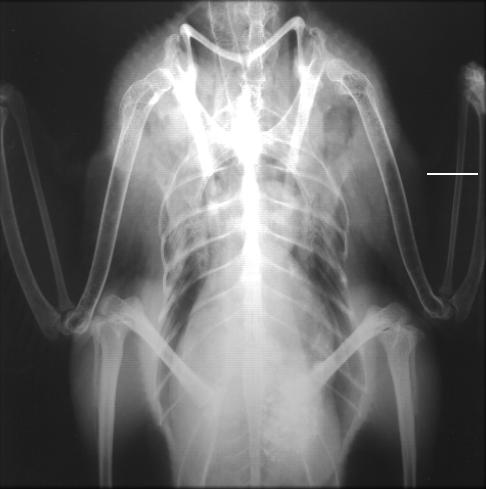 Muscovy Duck X-ray