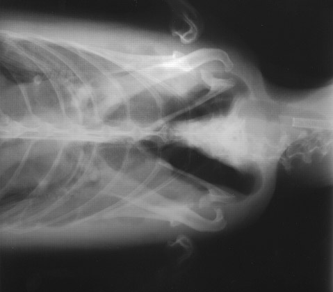 Penguin X-ray