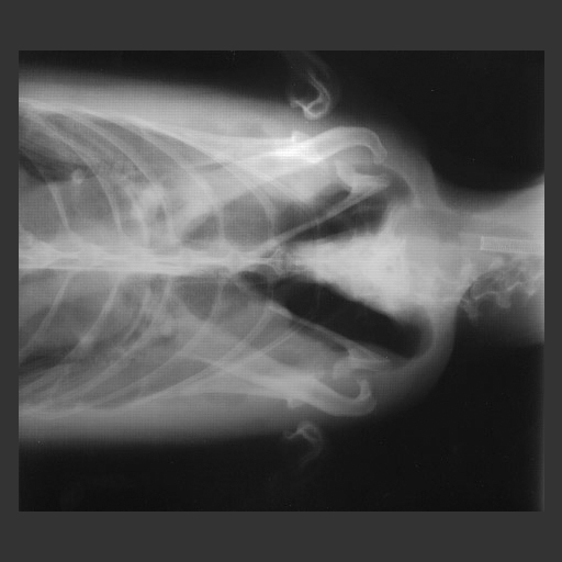 This image is an x-ray of a penguin. 